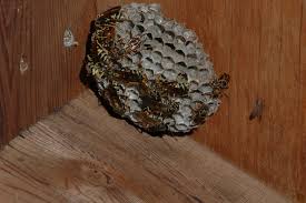 Baldfaced hornet nests have a single opening, usually toward. Mice Small Wasp Nest In Loft