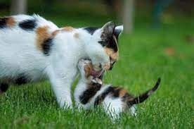 Calicos are predominantly white with patches of orange and black. Calico Cat Kitten Cats Mama Cat Kittens