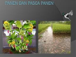 Check spelling or type a new query. Panen Dan Pasca Panen Ppt Download