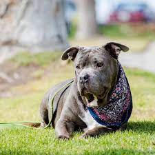 Adopt Meatball Adopt Me On Petfinder Animal Shelter Animals Dog Adoption