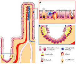 Intestinal immunity is critical in production animals because the intestine is the largest immune the intestine is exposed to a large diverse intestinal microbiota, both pathogenic and commensal producing mucous from intestinal goblet cells. Animals Free Full Text Nutritional Regulation Of Gut Barrier Integrity In Weaning Piglets Html