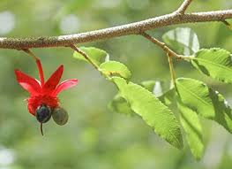 Image result for Ochna richardsiae