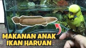 Memancing ikan haruan umpan udang kopek. Makanan Anak Ikan Haruan Anak Gabus Snakehead Youtube