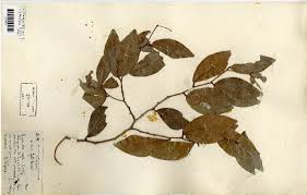 Image result for Cynometra alexandri