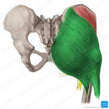 Gluteus Medius Origin Insertion Innervation Function Kenhub