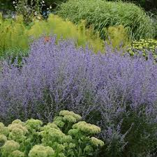Image result for perovskia atriplicifolia 'little spire'