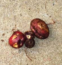 We do this on the basis of the latest scientific insights. Datei Solanum Tuberosum Cabrita Jpg Wikipedia