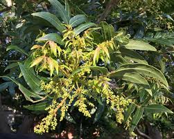 Image result for Harpephyllum afrum