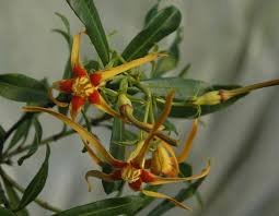 Image result for Strophanthus nicholsonii