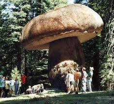 Odd History 23 Photos Klyker Com Stuffed Mushrooms Giant Mushroom Oregon