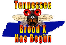 Cicadas are truly a fascinating phenomenon. Periodical Cicada Brood X 10 Will Emerge In 15 States In 2021 Cicada Mania