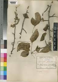 Image result for Commiphora pteleifolia