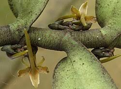 Image result for Tridactyle anthomaniaca