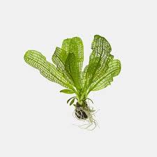 Image result for Aponogeton rehmannii