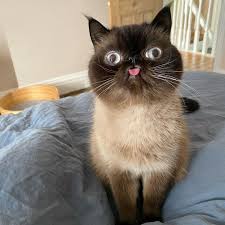 At memesmonkey.com find thousands of memes categorized into thousands of categories. Just 15 Photos Of A Cat Who Can T Keep His Dang Tongue In His Mouth Tenderly