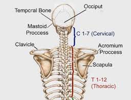 The articulations between the bones of the shoulder make up the shoulder joints. What Are The Bones Called In Your Neck Shoulder Area And Upper Back Socratic