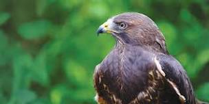 Birds of Prey Day