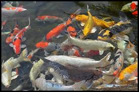 Cara memelihara ikan koi di kolam beton, maka kolam semen yang baru dibuat umumnya memiliki bau yang tidak disukai ikan koi, untuk itu harus dibersihkan terlebih dahulu dengan batang pisang.dalam batang pisang mengandung getah yang bisa mengikat senyawa berbahaya pada kolam beton yang baru. Cara Memilih Dan Merawat Ikan Koi Di Kolam Terbuka