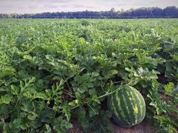 Winter melon benefits include its ability to improve digestion, strengthen the immune system, boost vision, prevent chronic disease, and increase energy while the name melon might make people believe that this is a fruit, winter melon is actually a large vine vegetable, with pale white flesh and a. National Watermelon Association Linkedin