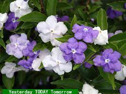Purple and white flowers plant. Ytt Aka Yesterday Today Tomorrow Flowers Are White Turn Blue Next Day Turns Purple On Day 3 Plant Catalogs Garden Catalogs Plants