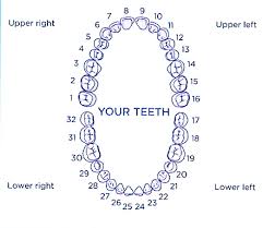 unmistakable teeth chart with letters anterior teeth numbers