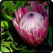 Protea Neriifolia Pink Ice Flower Profile Protea Flower Flower Decorations Protea