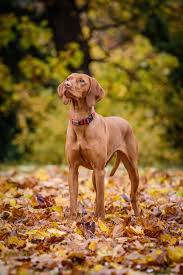 Image result for maďarský krátkosrstý ohař