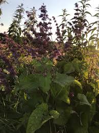 Image result for Tetradenia urticifolia