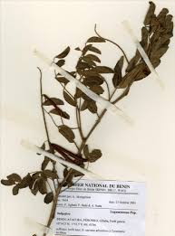 Image result for Indigofera garckeana