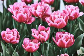 Enliven a soul with these pretty charmers. Italian Flowers Pictures Download Free Images On Unsplash