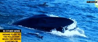 A cape cod, in massachusetts, michael packard, pescatore di aragoste il pescatore miracolato è stato inghiottito da un mammifero che in media supera i 33 metri di lunghezza e le 155 tonnellate di peso: Sub Ingoiato Da Una Balena E Risputato Il Video Radio 105