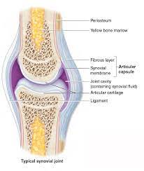 9 4 Synovial Joints Human Anatomy And Physiology Body Anatomy Anatomy And Physiology