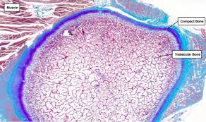 The white matter is subdivided into dorsal (or posterior), lateral, and ventral (or anterior) columns. Histology Slides Bone Flashcards Quizlet