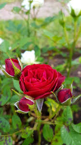 Freepng is a free to use png gallery where you can download high quality transparent png images. 100 Hq Red Rose Wallpaper Images Best Collection 121 Quotes