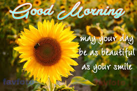 These good morning images with flowers will help we all are blessed to see a new morning start it with a positive node by expressing your feeling and make your loved one's day energetic by wishing. 39 Beautiful Good Morning Flowers Images Photo Wallpaper Best Wishes