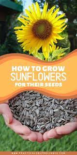 How To Grow Sunflowers For Seeds Growing Sunflowers Harvesting Sunflower Seeds Planting Sunflowers