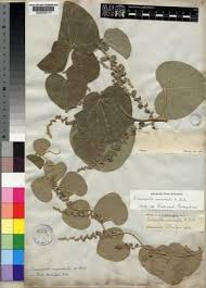 Image result for Cissampelos mucronata