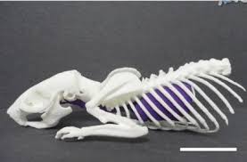3ders Org How To 3d Print Skeleton From A Ct Scan Of A Living Animal 3d Printer News 3d Printing News 3d Printing Art 3d Printing 3d Printing Projects