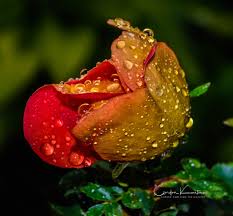 Rose with water drops wallpaper the great collection of rose with water drops wallpaper for desktop, laptop and mobiles. Rose With Water Droplets Gordon Kamitomo