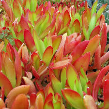 How to propagate a fairy castle cactus. Crassula Capitella Campfire Limited Mountain Crest Gardens