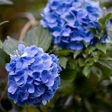 What plants grow in wet area? 21 Beautiful Flowering Plants For Wet Soggy Spots In Your Garden Plants Water Loving Plants Amazing Flowers
