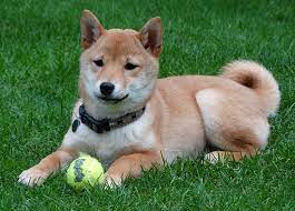 In the last 24 hours shib price is up 2.02 %. Shiba Inu Price How Much Do They Cost Why