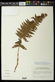 Image result for Polystichum sinense
