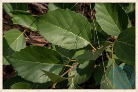 Image result for Cordia myxa