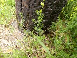 Image result for Galium verum