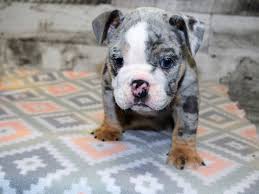 Puppies & dogs for sale in georgia. English Bulldog Dog Male Blue Tri Merle 3079372 Petland Dunwoody Puppies For Sale