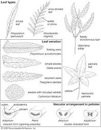 Leaf Plant Anatomy Britannica Com Vascular Plant Simple Leaf Leaves