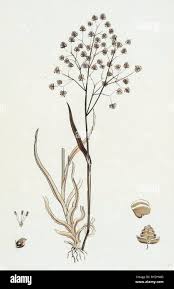 Image result for Briza minor