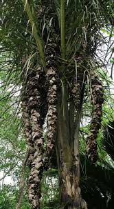 Image result for Raphia farinifera