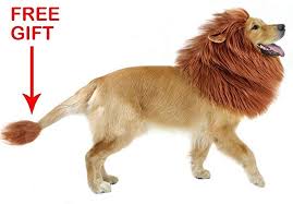 We did not find results for: Amazon Com Jhfy Lion Mane Realistic Funny Lion Mane For Dog Cat Complementary Lion Mane For Dog Costu Dog Lion Mane Dog Costumes Dog Halloween Costumes
